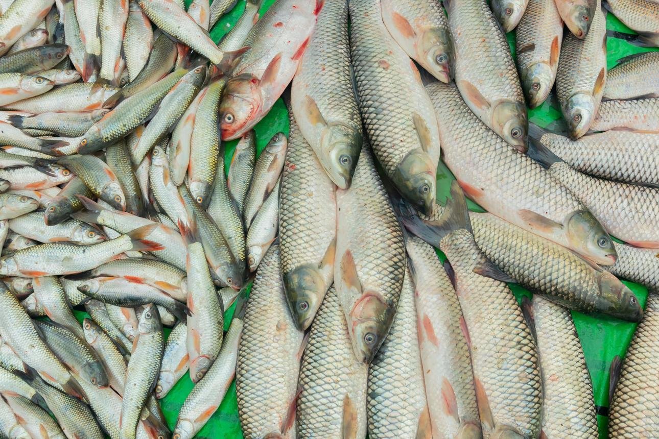 Fish